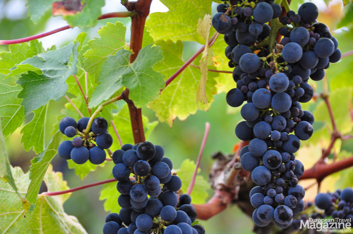 Grapes | European Travel Magazine