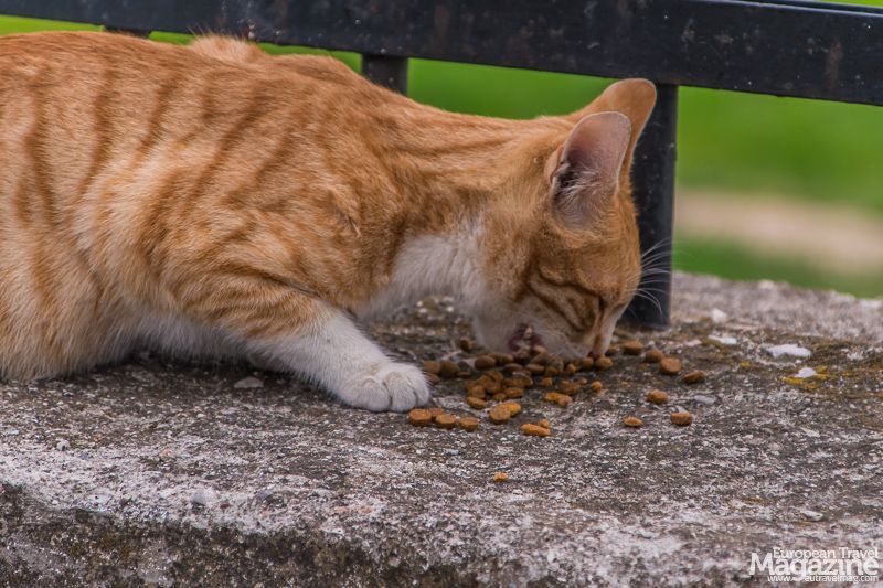 Cats Of Athens | European Travel Magazine