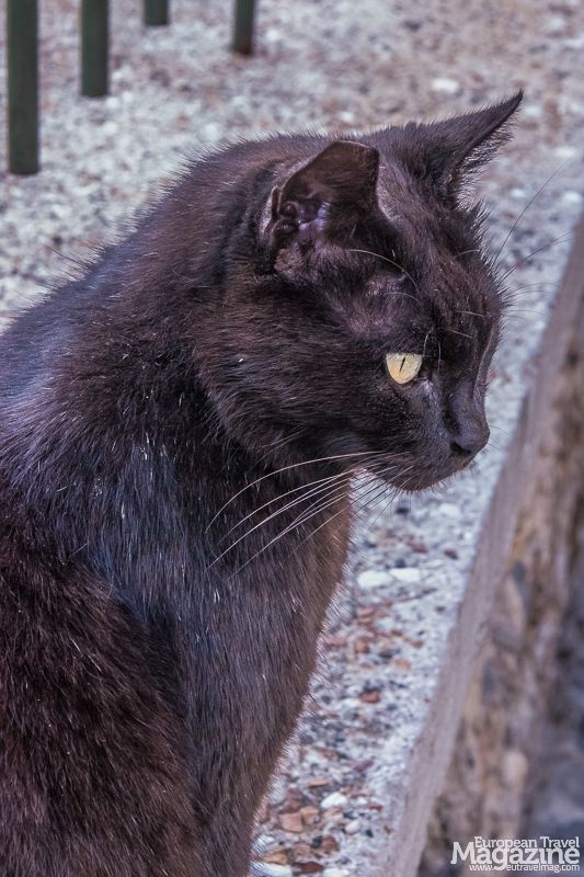 Cats Of Athens | European Travel Magazine